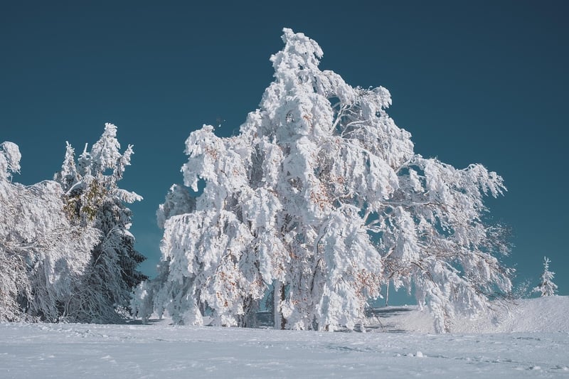 Enchanted Forest
